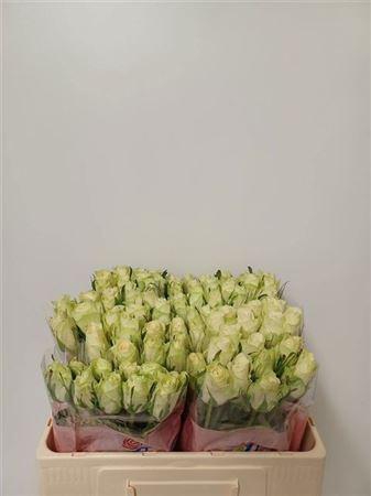 <h4>R Gr Athena</h4>