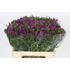 Dianthus Br Amazon Neon Purple