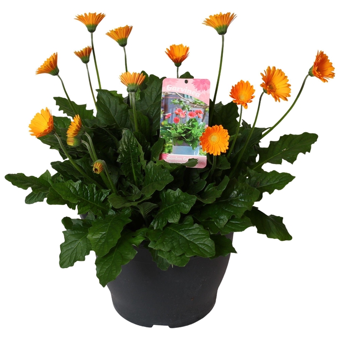 <h4>Gerbera Garvinea 32cm 7bl Geel</h4>