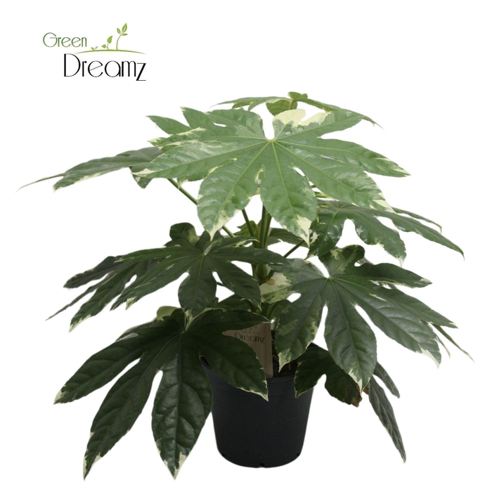 <h4>Fatsia japonica 'Variegata'</h4>