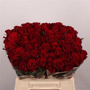 R Gr Ever Red