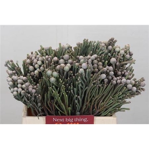 Kaaps Groen Silver Brunia