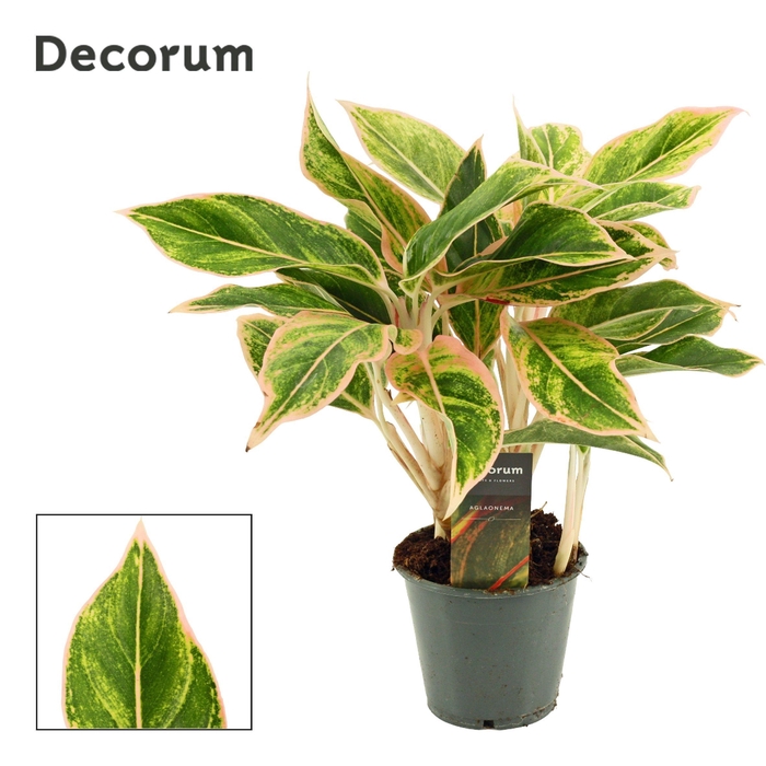 <h4>Aglaonema Lipstick Pink 12 cm (Decorum)</h4>