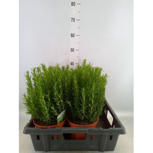 Rosmarinus offi.   ...