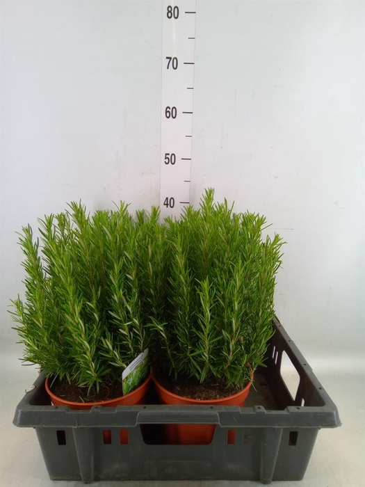 <h4>Rosmarinus offi.   ...</h4>