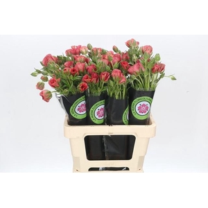 Ran Moderna Allegria