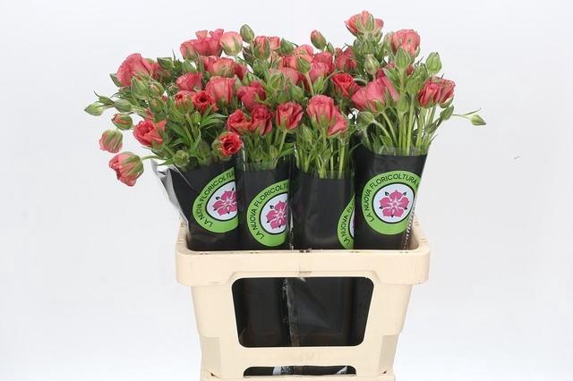 <h4>Ran Moderna Allegria</h4>