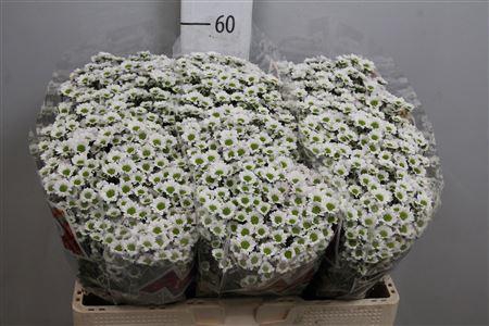 <h4>Chr S Mad Lindi Whit</h4>