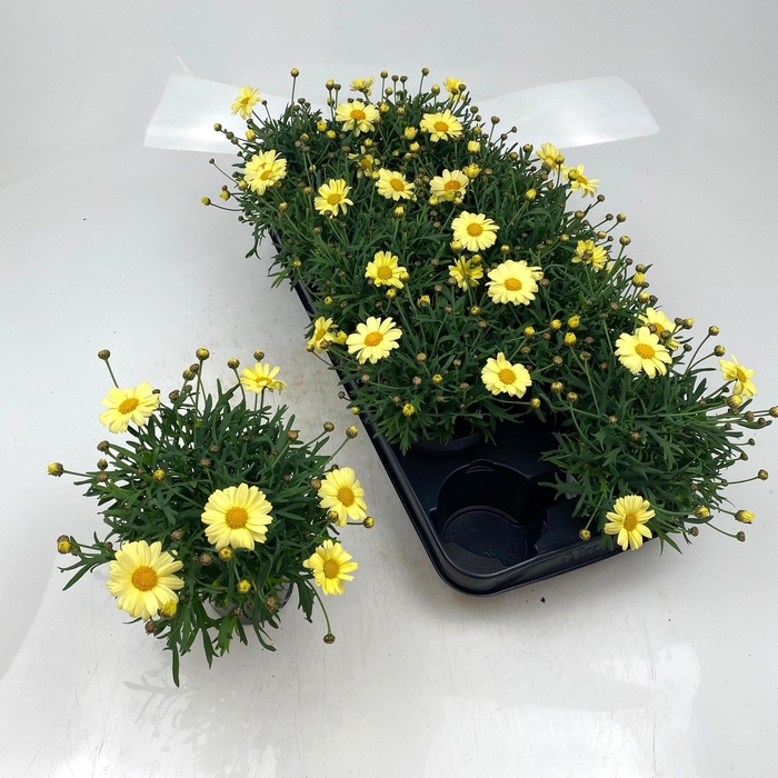 <h4>ARG LA RITA GEM</h4>