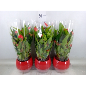 Anthurium andr. 'Mill Flowers Red'