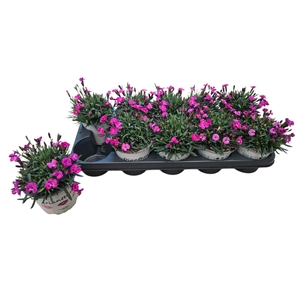 DIAN PICTURE PERFECT