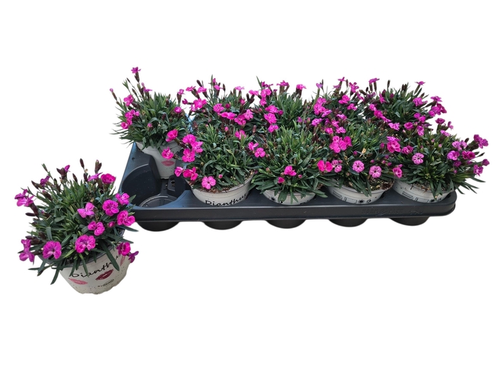 <h4>DIAN PICTURE PERFECT</h4>