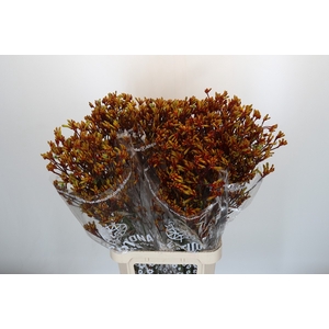 Anigozanthos Gold Fever