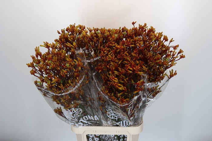 <h4>Anigozanthos Gold Fever</h4>