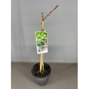 Ginkgo biloba 'Mariken' C3