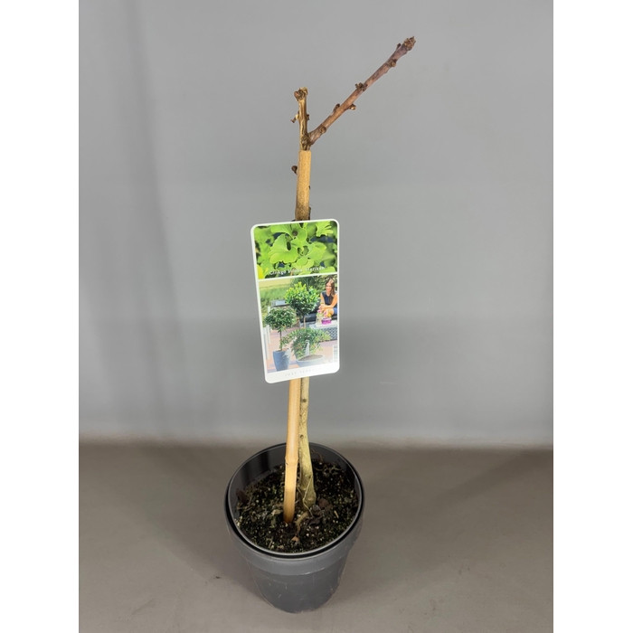 <h4>Ginkgo biloba 'Mariken' C3</h4>