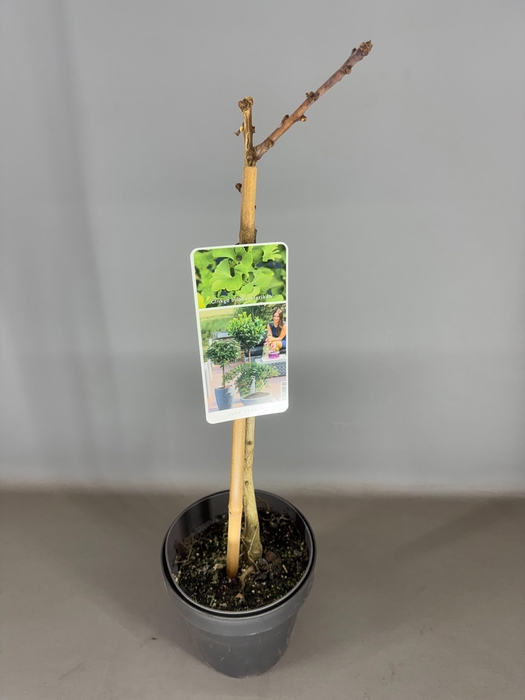 Ginkgo biloba 'Mariken' C3