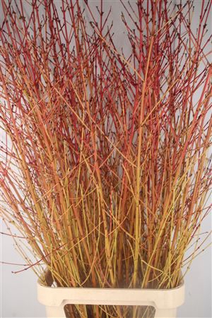 <h4>Cornus Sa Winter Bea</h4>