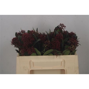 Skimmia Rubella Red Bunch