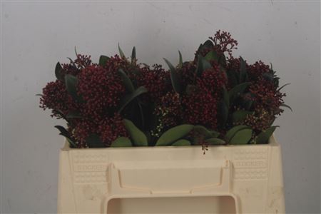 <h4>Skimmia Rubella Red Bunch</h4>