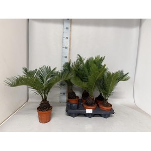 CYCAS REVOLUTA