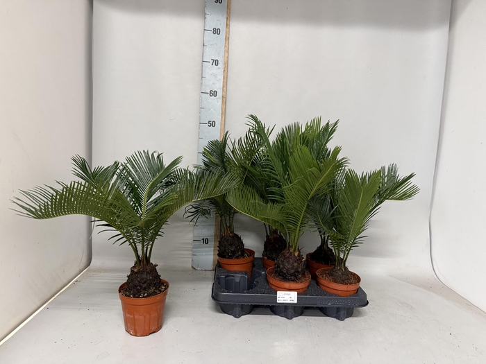 <h4>CYCAS REVOLUTA</h4>