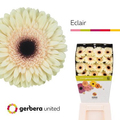 <h4>Gerbera diamond eclair</h4>