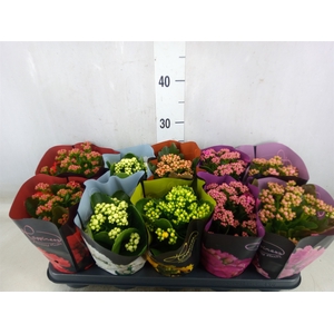 Kalanchoe blos.   ..rosebud rs fl 5