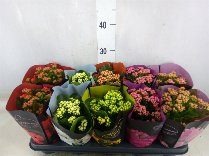 <h4>Kalanchoe blos.   ..rosebud rs fl 5</h4>