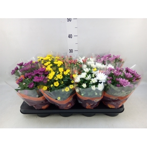 Chrysanthemum   ..mix 7