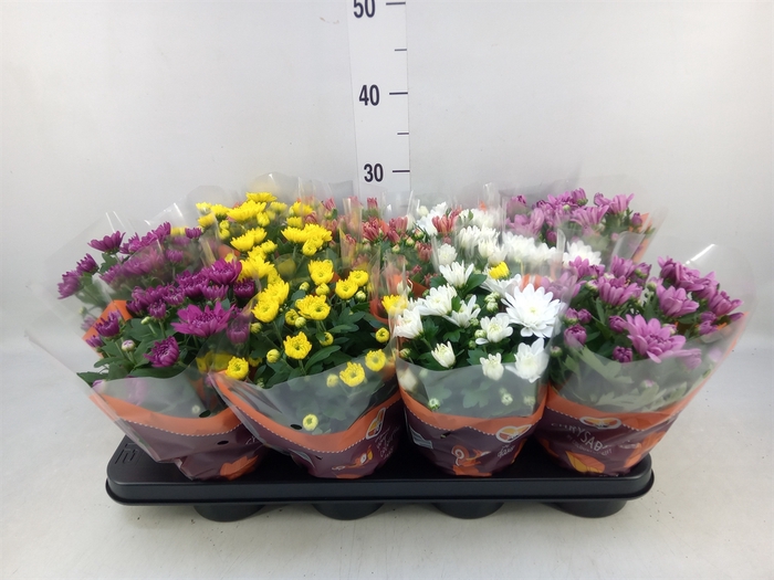 <h4>Chrysanthemum   ..mix 7</h4>