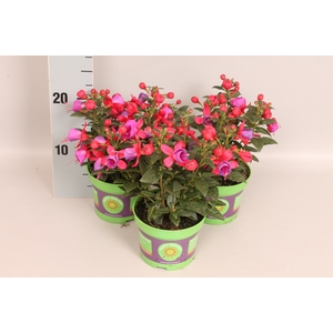 Fuchsia bella Susanna