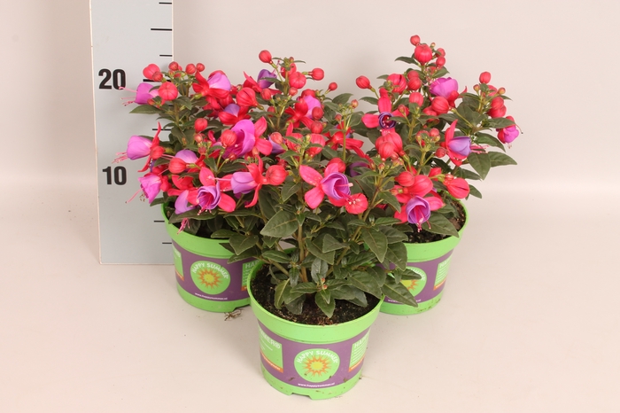 <h4>Fuchsia bella Susanna</h4>