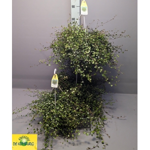 MUEHLENBECK CO MAORI