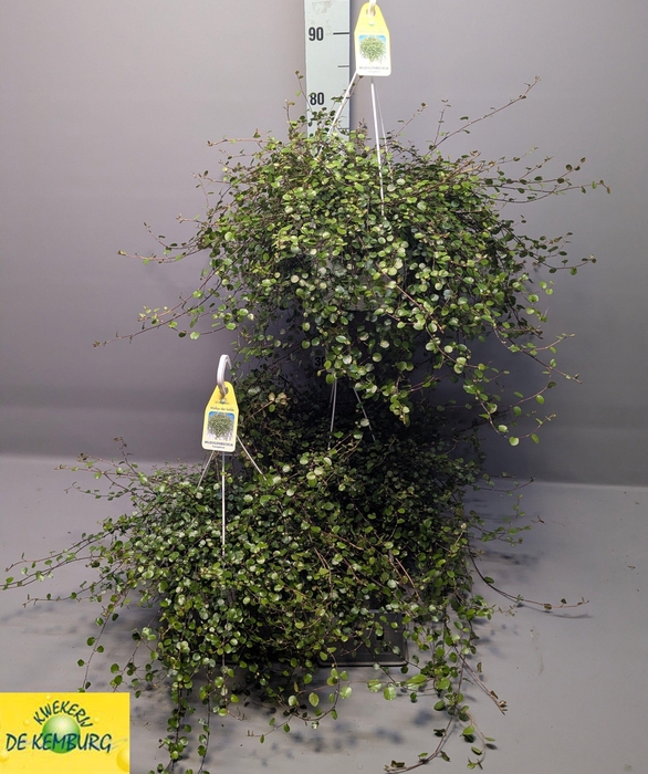 <h4>MUEHLENBECK CO MAORI</h4>