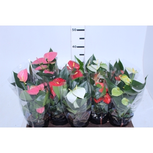 ANTHURIUM VARIADO P12