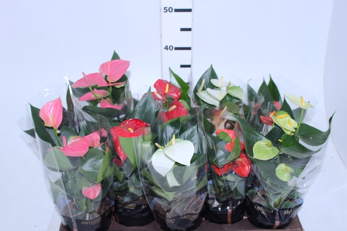 ANTHURIUM VARIADO P12
