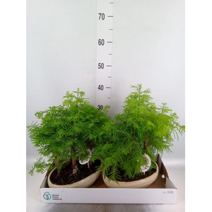 Bonsai   ...