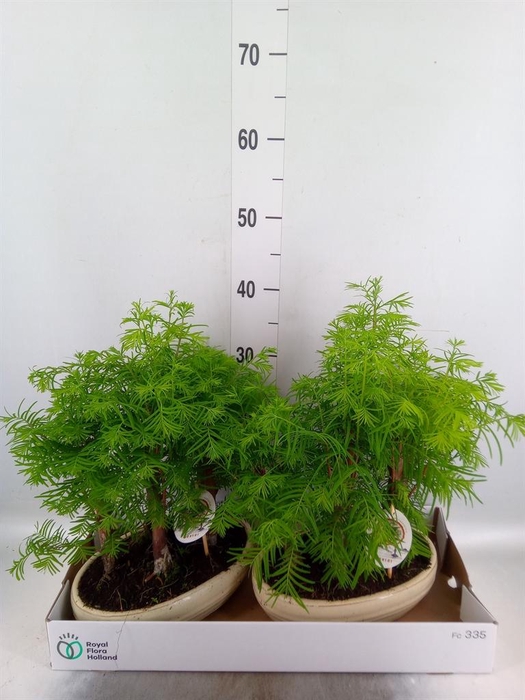 <h4>Bonsai   ...</h4>