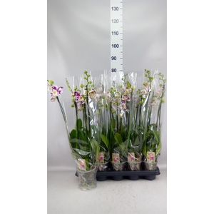Phalaenopsis  'Ant Marrakesh'