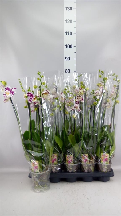 <h4>Phalaenopsis  'Ant Marrakesh'</h4>