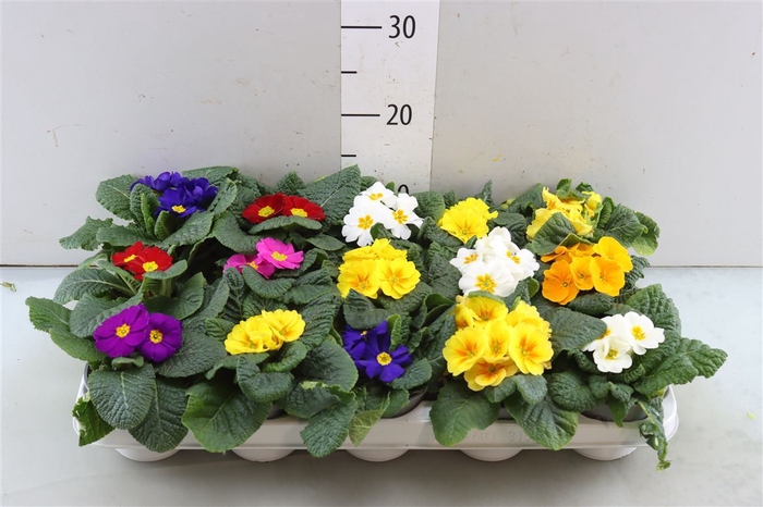 <h4>Primula Acaulis</h4>