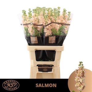 MATTH MILLA SALMON