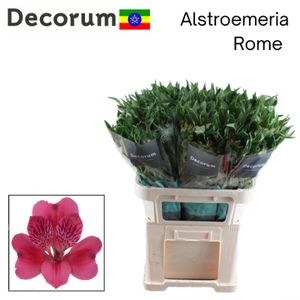 ALSTR ROME Eth 75cm