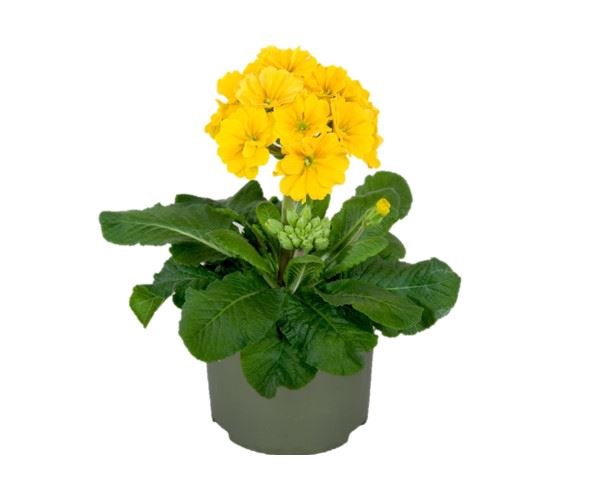 <h4>Primula elat.</h4>