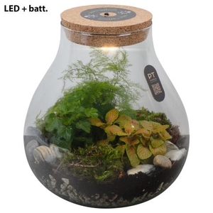 PTTER8113 Arrangement terrarium in glazen terrarium
