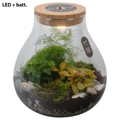 <h4>PTTER8113 Arrangement terrarium in glazen terrarium</h4>