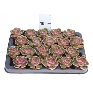Echeveria  'Perle von Nurnberg'