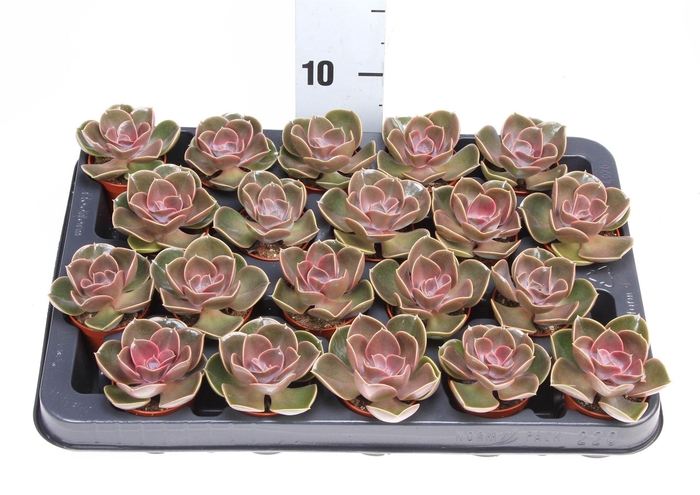<h4>Echeveria  'Perle von Nurnberg'</h4>