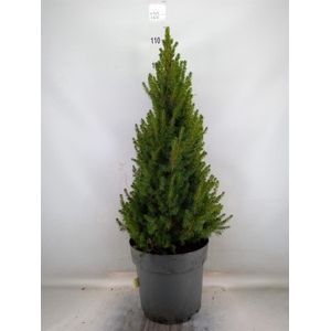 Picea glauca 'Conica'